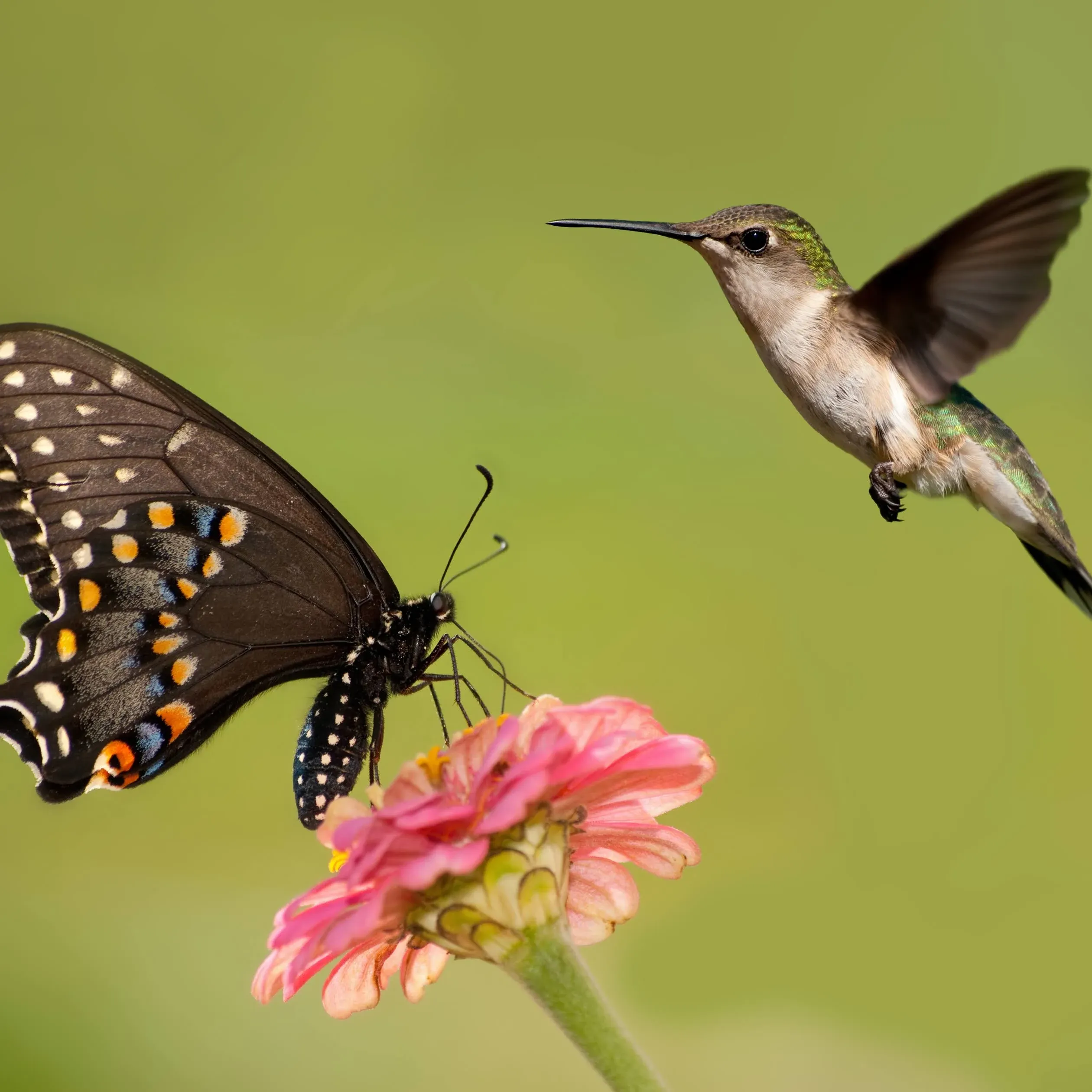 Hummingbird & Butterfly Seed Mix