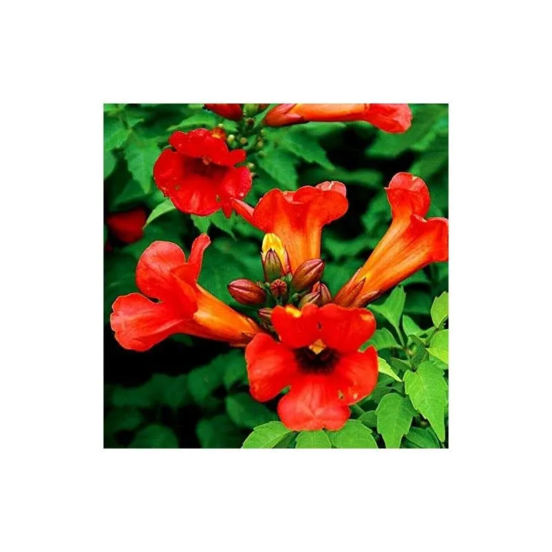 Jocadew Dark Red Hummingbird Trumpet Vine Seeds Hardy Hummingbirds Love It jocad ...