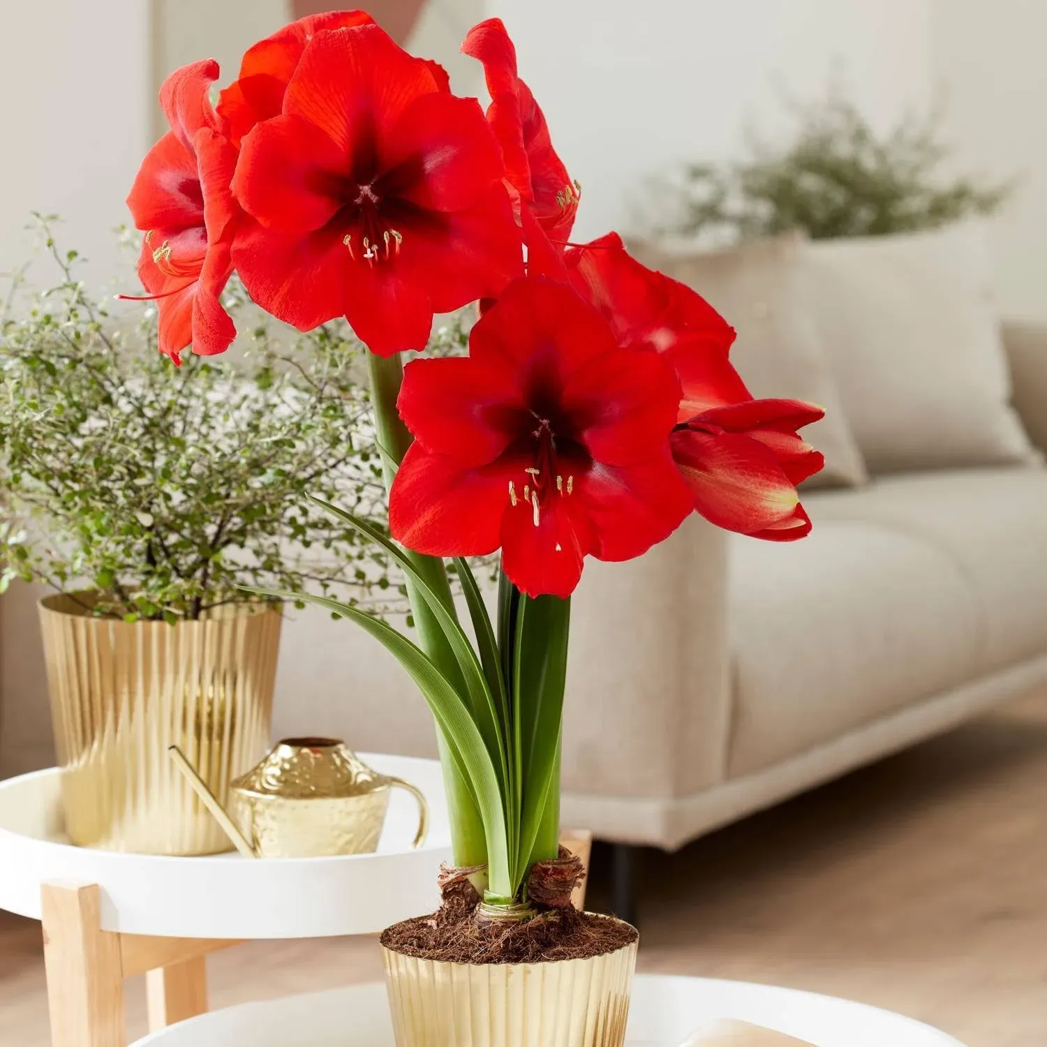 Van Zyverden Amaryllis Kit Red Lion with Fluted Planter