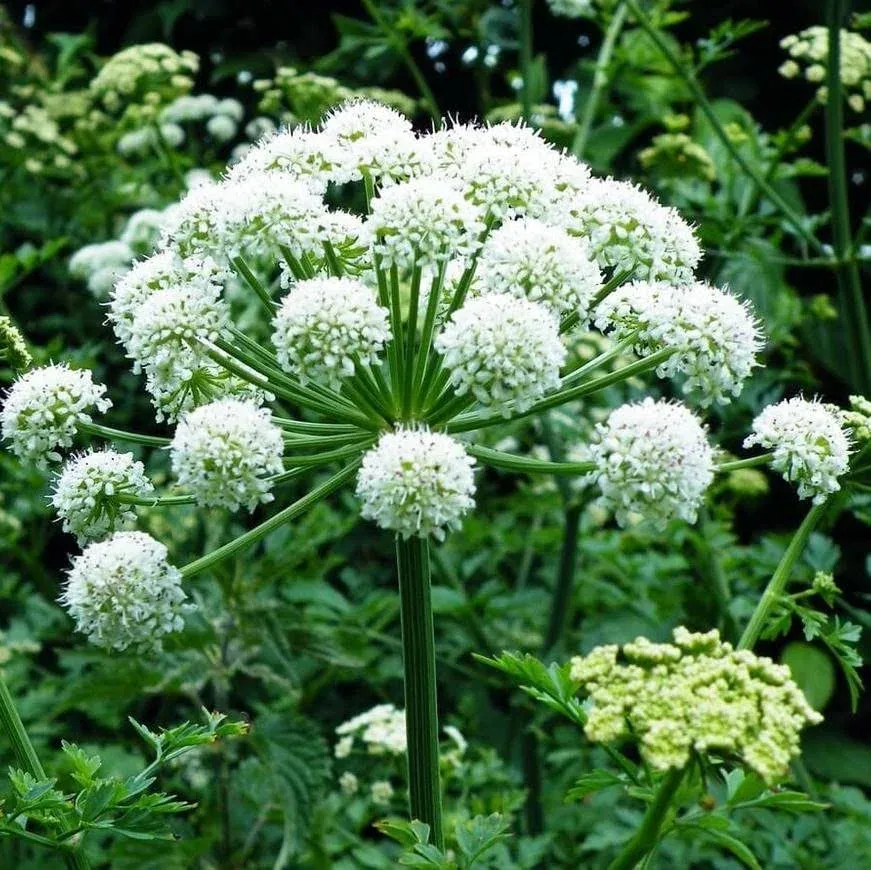 Bai Zhi Seeds (Angelica Dahurica) Packet of 20 Seeds