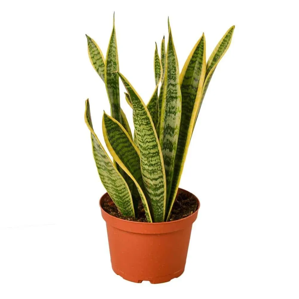 Snake Plant 'Laurentii