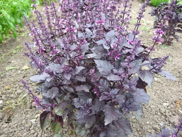 Dark Opal Sweet Basil, 500 Heirloom Seeds Per Packet, Non GMO Seeds