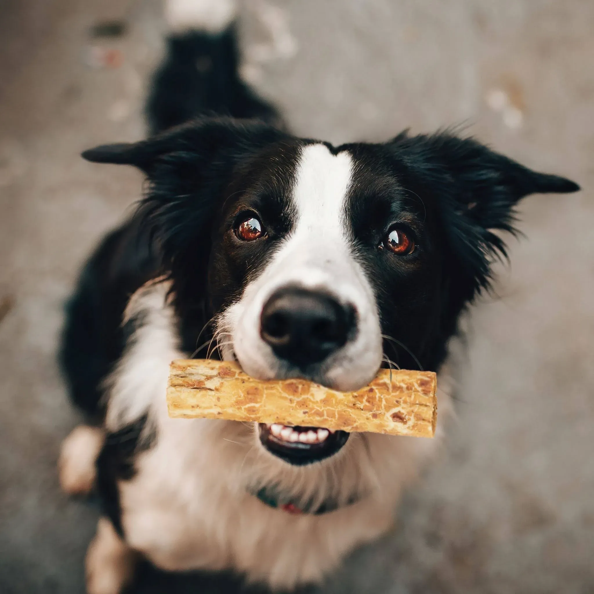 Fieldcrest Farms Nothin' to Hide Chicken Roll Dog Treats