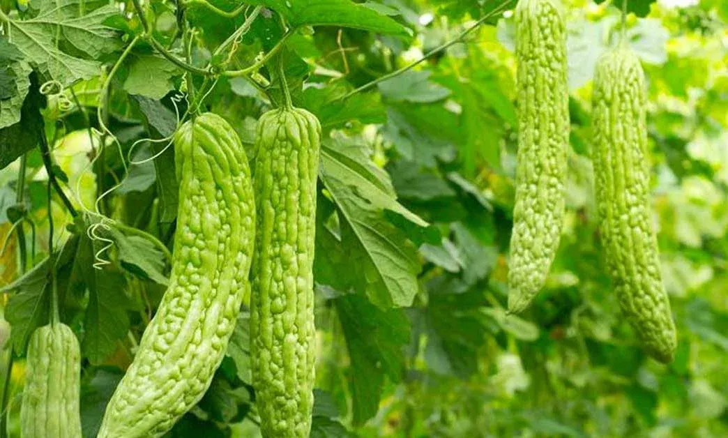 20+ Bitter Melon Seeds Momordica charantia Tasty mild Bitter Gourd Asian Calabash Heirloom Non GMO