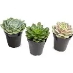 Altman Plants, Echeveria Succulents Live Plants (3 Pack) Assorted 3.5" Potted Su