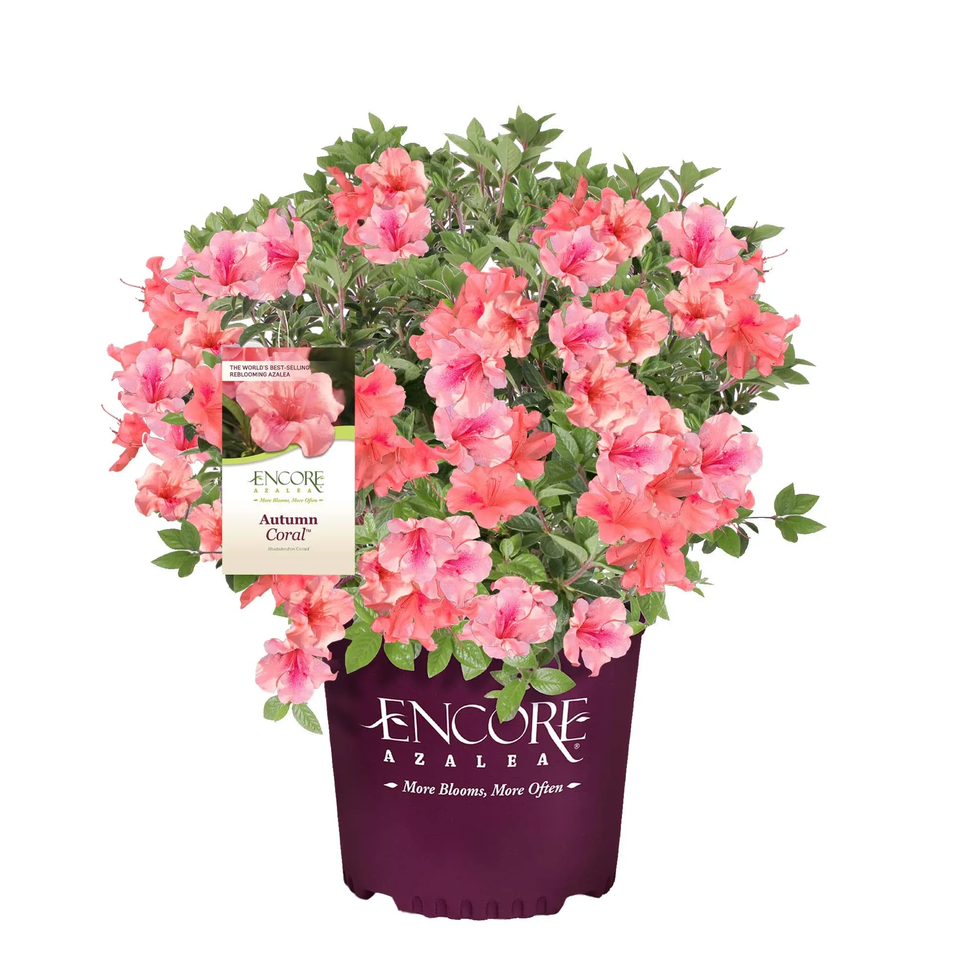 Encore Azalea 1 Gallon Autumn Coral Azalea Shrub